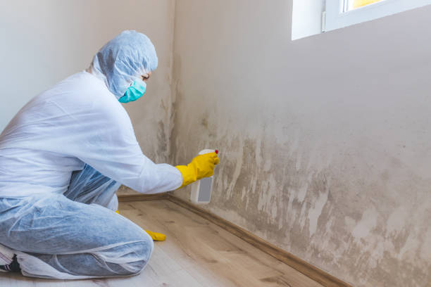 Professional mold removal team in Oakland
